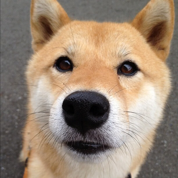 WRC激烈追逐:榜单变动引发热议,wrc经典视频