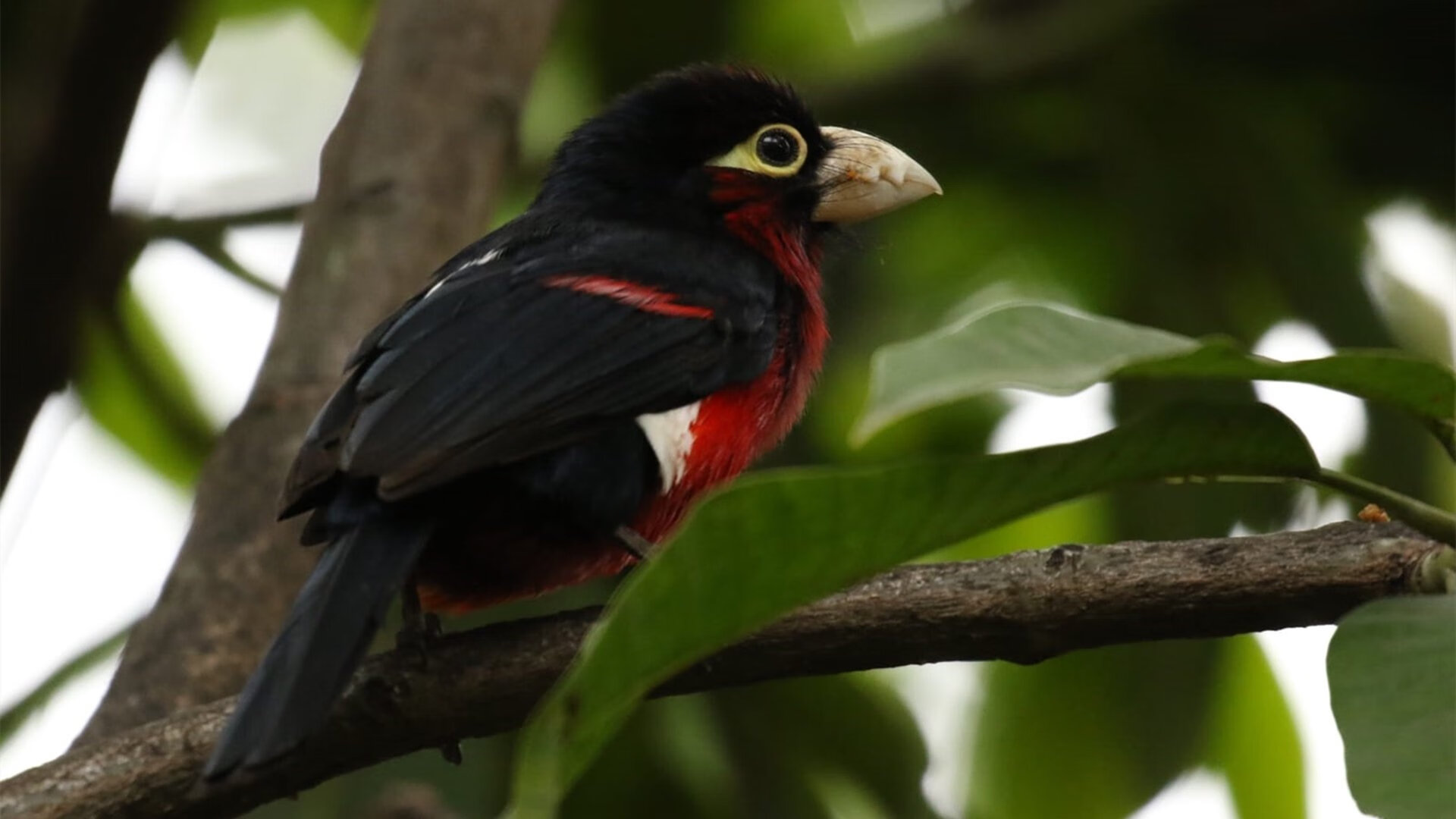 WRC激烈追逐:榜单变动引发热议,wrc经典视频