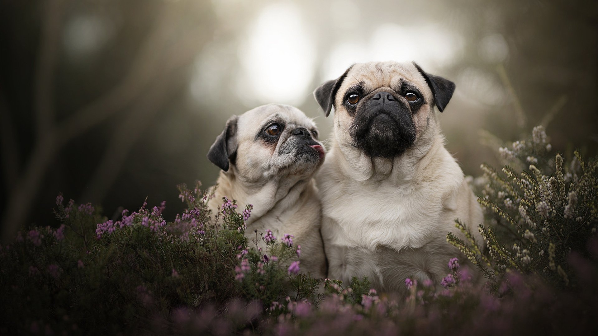 WRC积分榜:冠军争夺战逐渐白热化,wrc冠军是谁