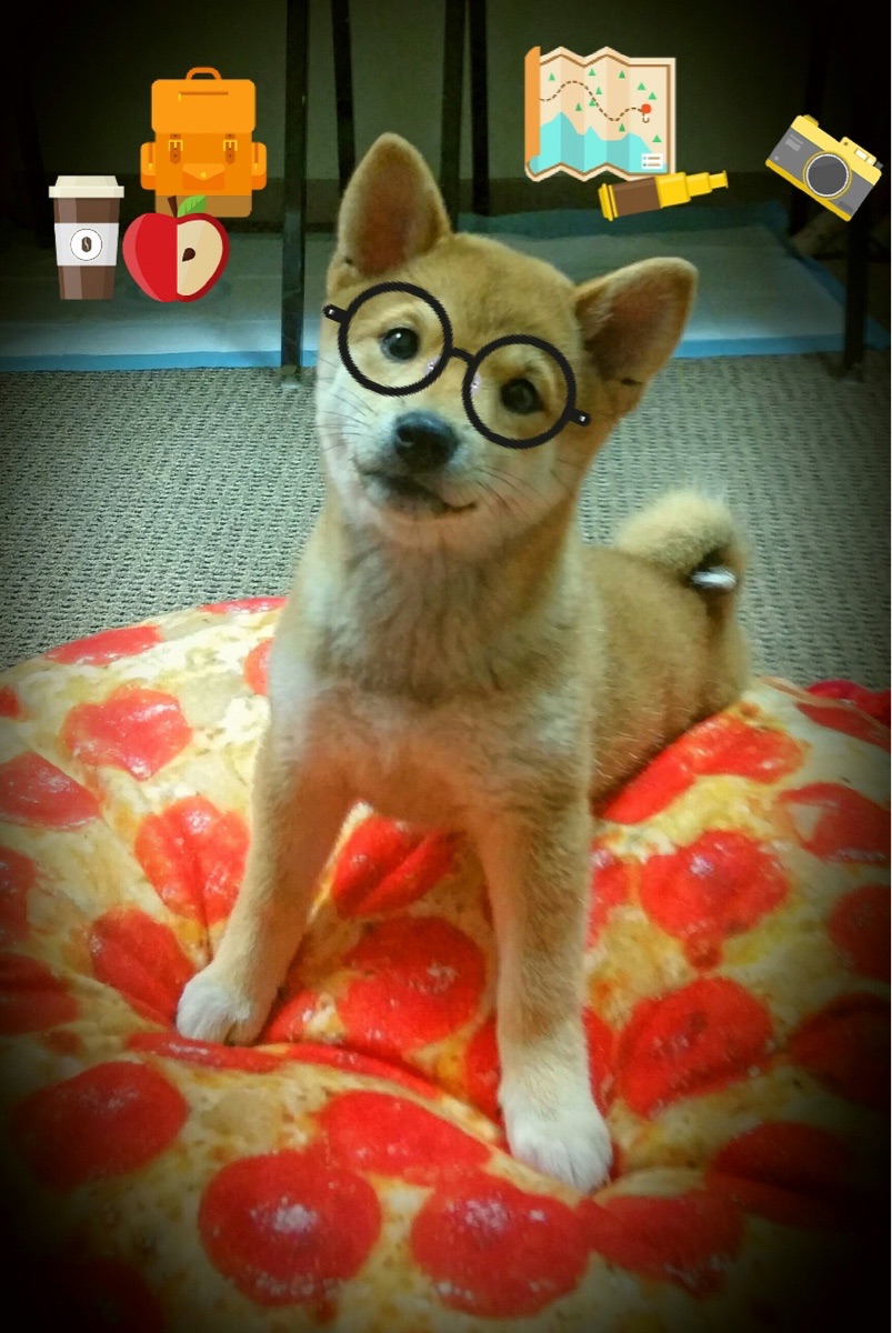 WRC粉丝团体：全球车迷的热情聚会，wrc车队排名